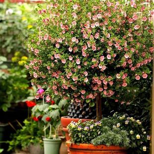 Сľ�����Ի���ͥԺ�̨�Gֲ�ᭇľ�ȶ�����ľ�������������L�͟�