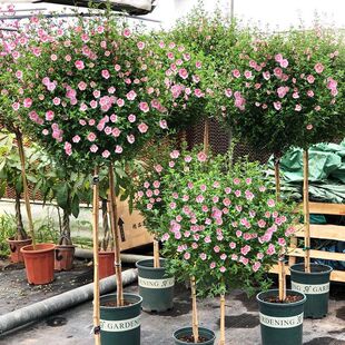 Small Hibiscus Single-Pole Lollipop Potted Florals Bloom in All Seasons and Are Easy to Grow Balcony Courtyard Wei Strawberry Hibiscus Flower Gwen