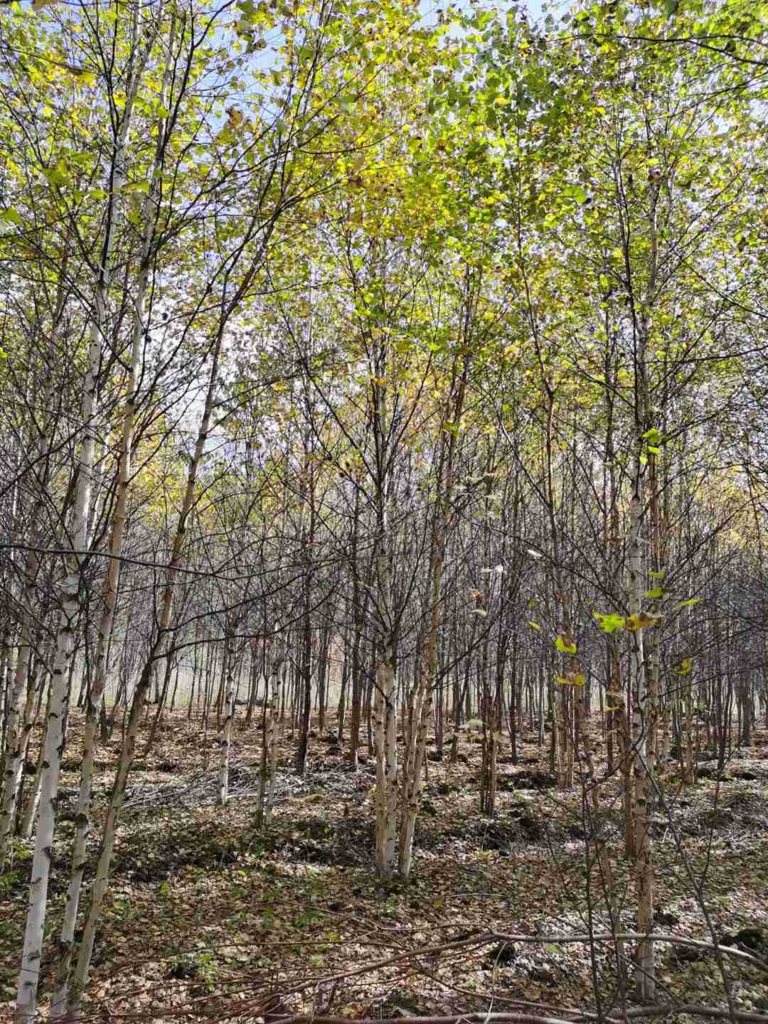 白桦 白桦价格 最新白桦批发报价 种苗花卉网