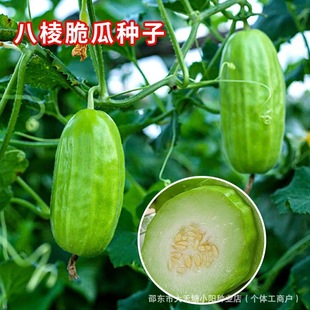 �����ϷN������Ƥ���˹ϟ������ԟo���ļ��N�߲˷N��