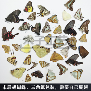 A1A2 Quality True Butterfly Specimen Unspread Wings Various Original Butterfly Miscellaneous Butterfly Insect Beetle Kindergarten Teaching Collection