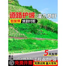 护坡固土草籽多花木兰种子荒山复绿灌木草种籽紫穗槐道路绿化刺槐