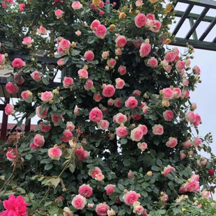 Wholesale of Rattan Rose Seedlings, Parade, Angela Dahongpao, Complete Variety of Potted Ground Planting Project Seedlings