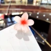 Fuchsia, flowered, 4cm
