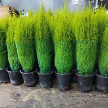 �����B�ͺ�ͥԺ������ζ�ļ����������}�Q���ɰؙ���ζ����ֲ��С