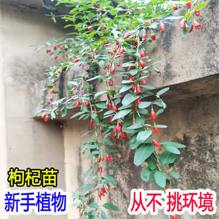 �����t��轘���������Ӯ���Y���̨ͥԺ���Ե��Թ�����Gֲ