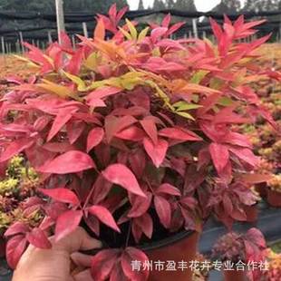 The Nursery Has a Large Supply of Nandina Bamboo Garden Flame Nandina Potted Ground Cover Evergreen Shrubs Autumn and Winter Foliage Plants