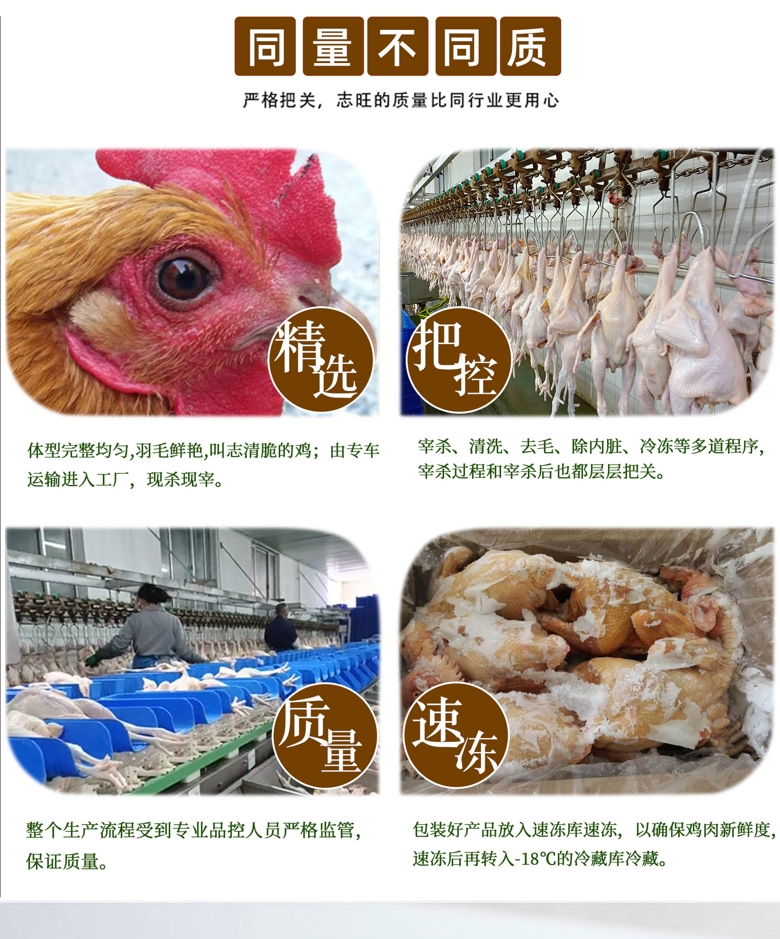 黑爪公鸡20220805_03