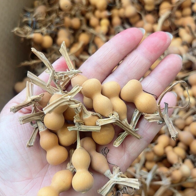 草里金小葫芦手把件手串手持文玩特小美国手捻产地卸売天然葫芦|undefined