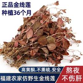 福建金线莲整株干5g正宗南靖林地仿野生开花金线莲养生茶煲汤