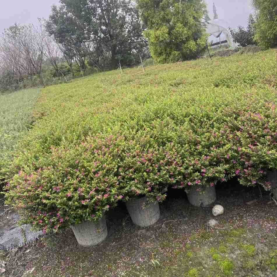 满天星2加仑 星花 萼距花 四川成都园林绿化工程苗木 地被植物