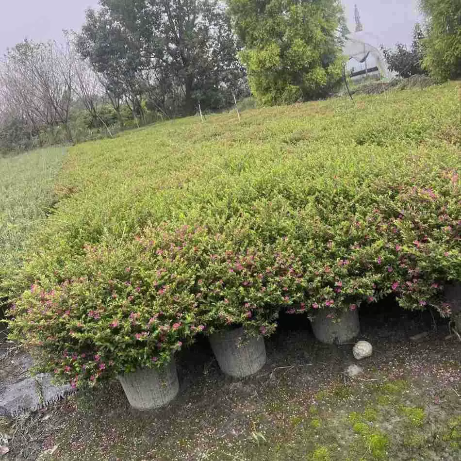 满天星2加仑 星花 萼距花 四川成都园林绿化工程苗木 地被植物