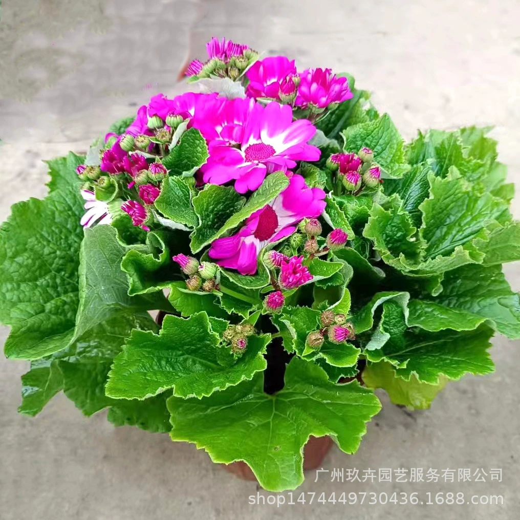 Fugui Хризантема Дыня лист Хризантема цветок растение в горшке домашний офис Двор Сад зеленое растение период цветения длительный допуск