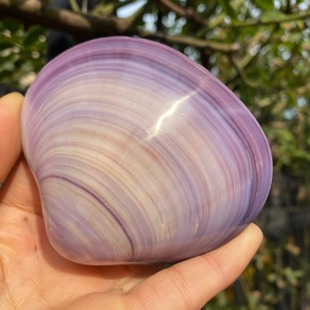 The convention of the source factory purple shell natural double-sided purple clam shell natural color shiny
