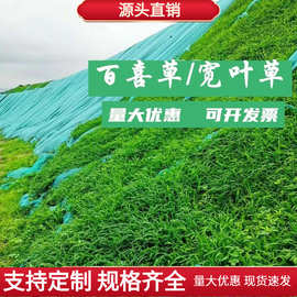 厂家批发宽叶雀稗宽叶草种子百喜草草籽护坡固土耐热耐旱绿化草籽