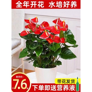 Hydroponic Anthurium and White Palm Potted Plants Are Smooth Sailing, Flower Plants Are Easy to Grow Indoors, and Green Plants Are Lucky and Bloom in All Seasons