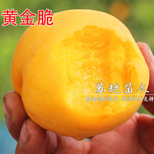 嫁接果树苗早熟黄桃树苗晚熟黄金桃中秋黄金脆蜜桃苗南方北方种植