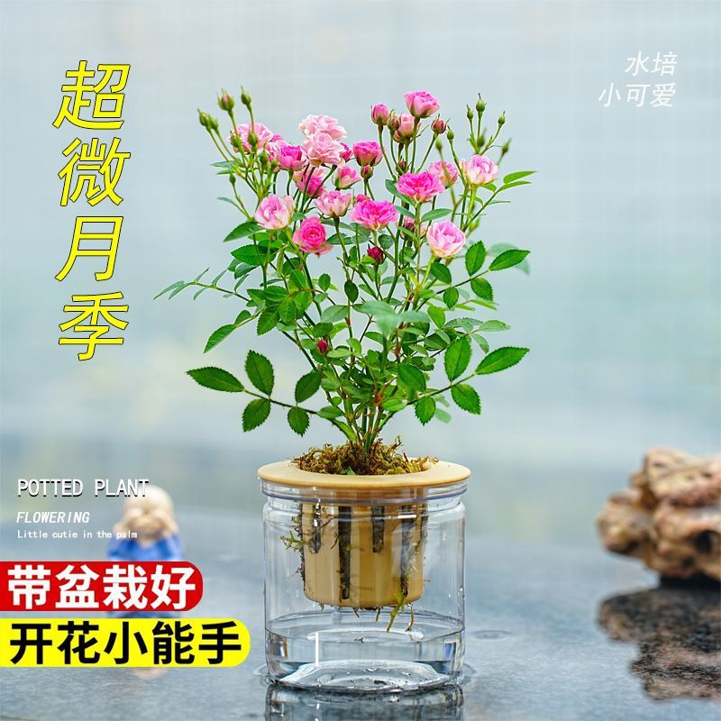 姬月季迷你小盆栽多头开花水培超微月季客厅办公室内桌面植物平展