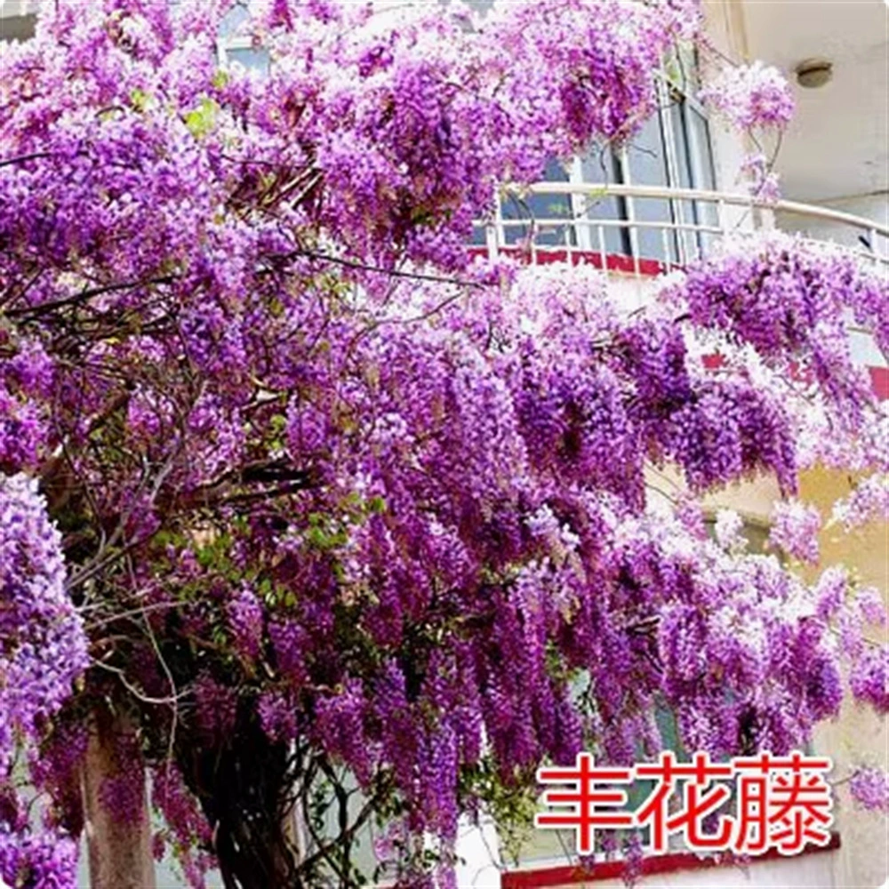 Супер морозостойкий Прованс Япония Саженец глицинии с длинными шипами Вилла во дворе лазание Глициния из коричневой лозы