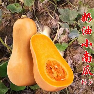 �����ϹϷN�������۱��Ϲ��Ѽt��������ԭ�b�ļ��߲��Ϲ�Ʒ�N��ȫ