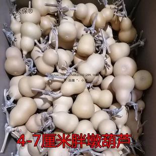 Natural Gourd Pile Ant Egg Grass One Picture Golden Small Mouth Hand Eight Treasures One Item Taibao Twisted Toy Tianjin Shuangmai