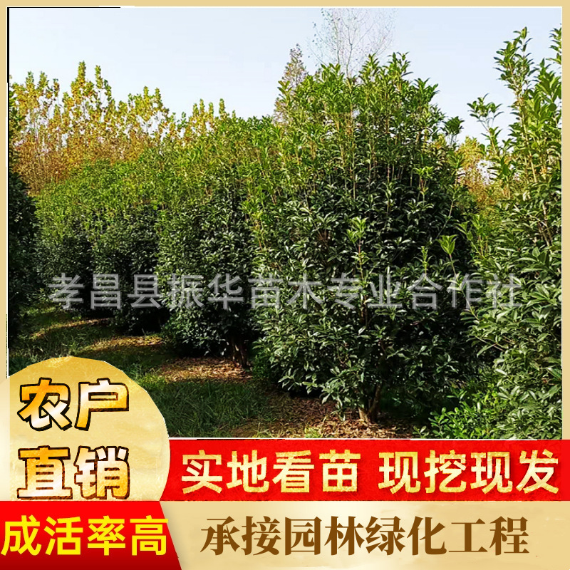 种植八月桂花树苗,金桂苗木,桂花花苗,美丽乡村绿化树