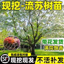 流苏树苗浓香大树嫁接矮化老桩庭院盆栽地载植物桂花带花苞风景树