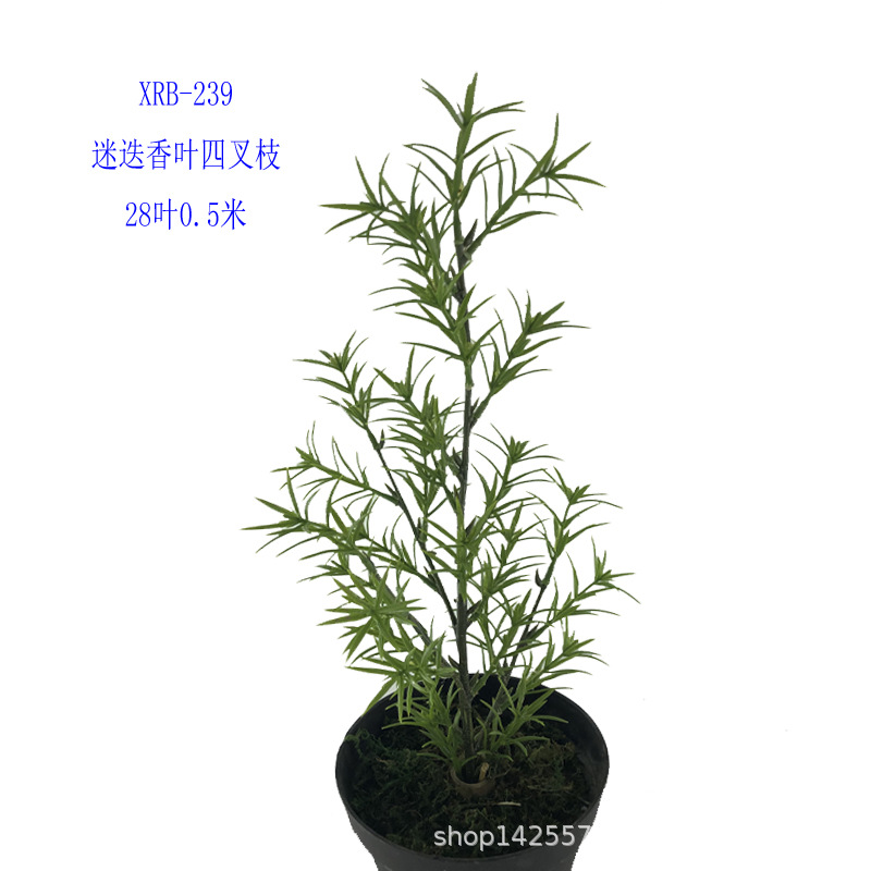XRB-239迷迭香四叉枝28叶50厘米8.jpg