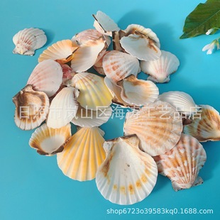 Natural Conch Shells, Handicrafts, Wholesale by the Pound, Manufacturers, Craft Materials, Handmade Refrigerator Magnets, Drift Bottles