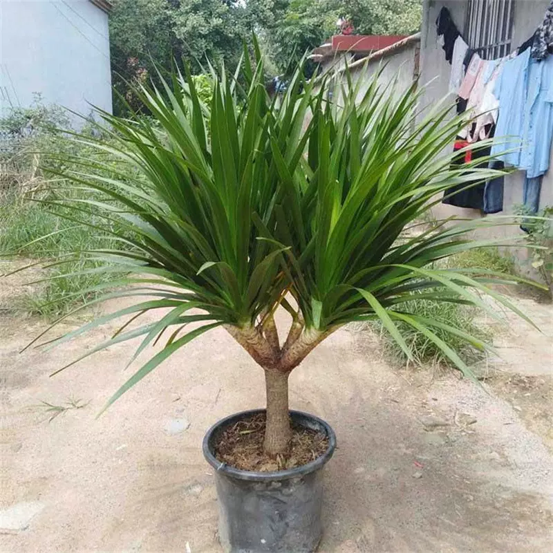 龙须树大型绿植多头龙血树龙铁树发财树室内客厅盆栽花卉植物盆景