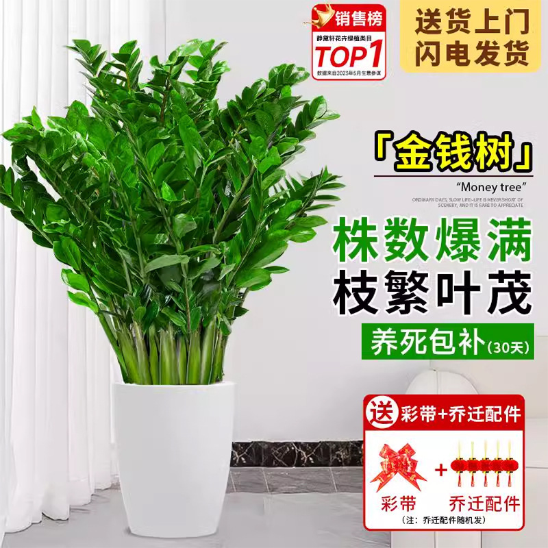 Money Tree Living Room Large Flower Potted Large Green Plant Indoor Easy to Feed New House Housewarming Moving 1m Floor Plants