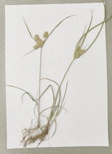 ������ֲ���D�~�˱�A4��С�ܷ�չʾ�̌W����չ�[��