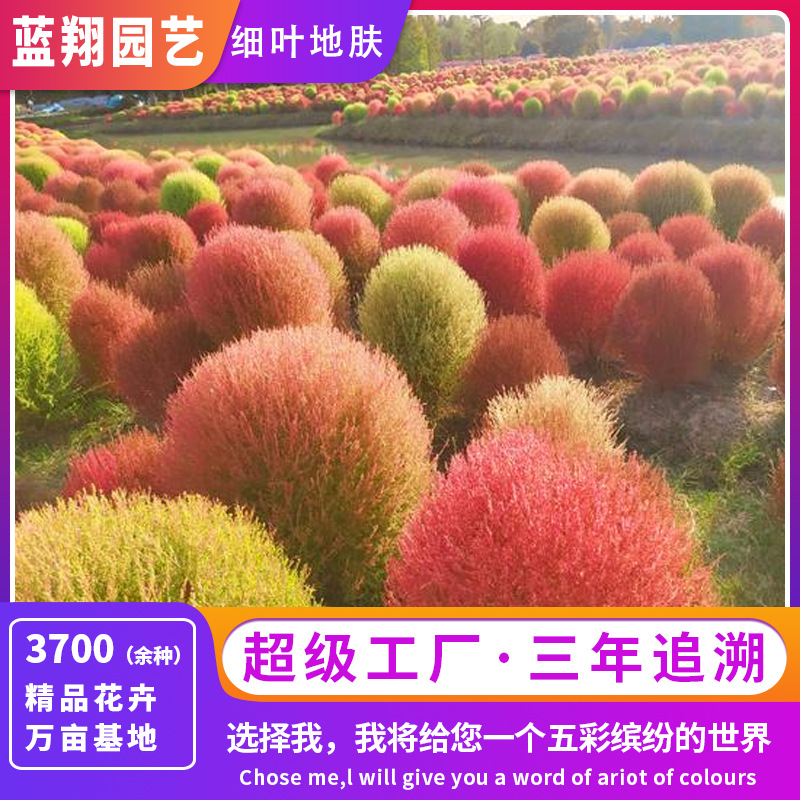 厂家批发供应扫帚苗地肤种子园林绿化工程景观盆栽庭院花卉植物