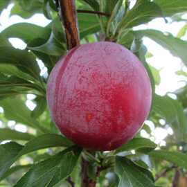 李子树苗嫁接蜂糖李晚熟脱骨李青脆李子苗南北方种果树苗当年结果