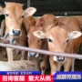 鲁西黄牛犊