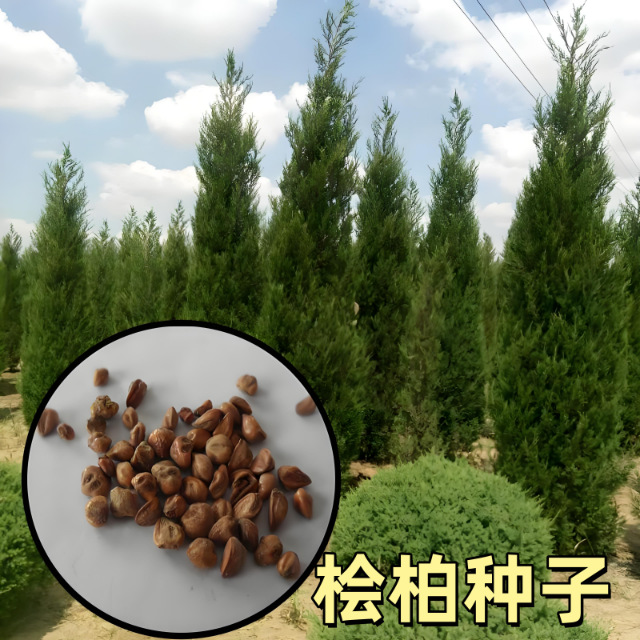 桧柏种子林木种籽四季种植多年生景观绿化护坡工程观叶种子树种子