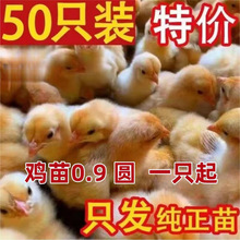 五黑鸡活苗青脚绿壳宠物小鸡三黄鸡芦花蛋土鸡麻鸡红鸡九斤苗其他