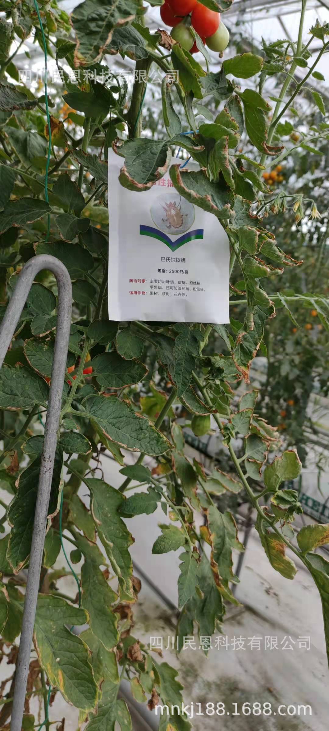 mmexport1627002216565