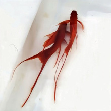 �ͻ���~��β�t�������pβ���B�t���~�~�t���Ꭷ�Ꭷ�~С���^�p�~