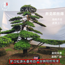 精品罗汉松造型树园林工程绿化庭院树 规格齐全湖南基地厂家直销