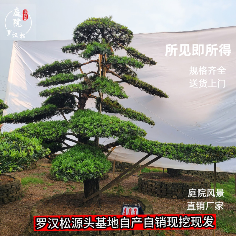 精品罗汉松造型树园林工程绿化庭院树 规格齐全湖南基地厂家直销