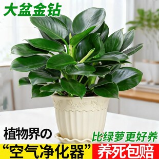 ���~��������҃��^�~ֲ��G�����G�}��ꎺ��B��ˮ��Gֲ��������