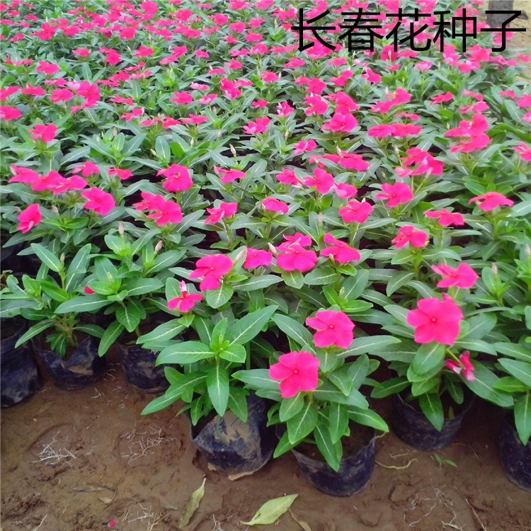 散装长春花种子 日日新花期超长的花卉虎皮菊籽耐热耐寒