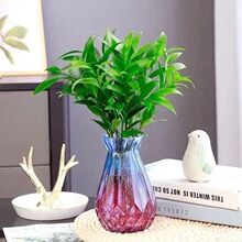 水培竹柏盆栽植物室内客厅卧室新宠驱蚊桌面绿植盆栽花卉四季常青