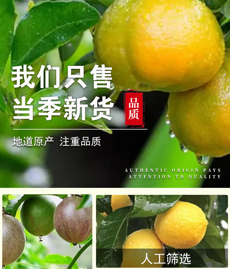 Green Kumquat Lemon Passion Fruit Tea Bags — Freeze-Dried Fruit Herbal Blend for Cold Brew specifications