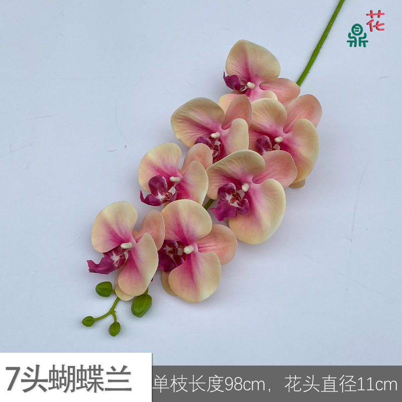 7 phalaenopsis GFG #19 핑크 코어 옐로우