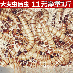 �����x���x����x��̖�S���x�����~������ϰ˸箋ü�Bʳ�x��