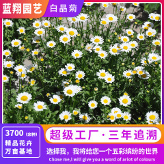 人気の白菊の種子、白菊の種子、造園装飾用の花壇、高耐久性多年草