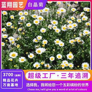 Popular Recommendation: White Chrysanthemum Seeds, Small White Chrysanthemum Seeds, Flower Border Matchinging, Landscaping Decoration, Perennial Herbs with High Survival Rate