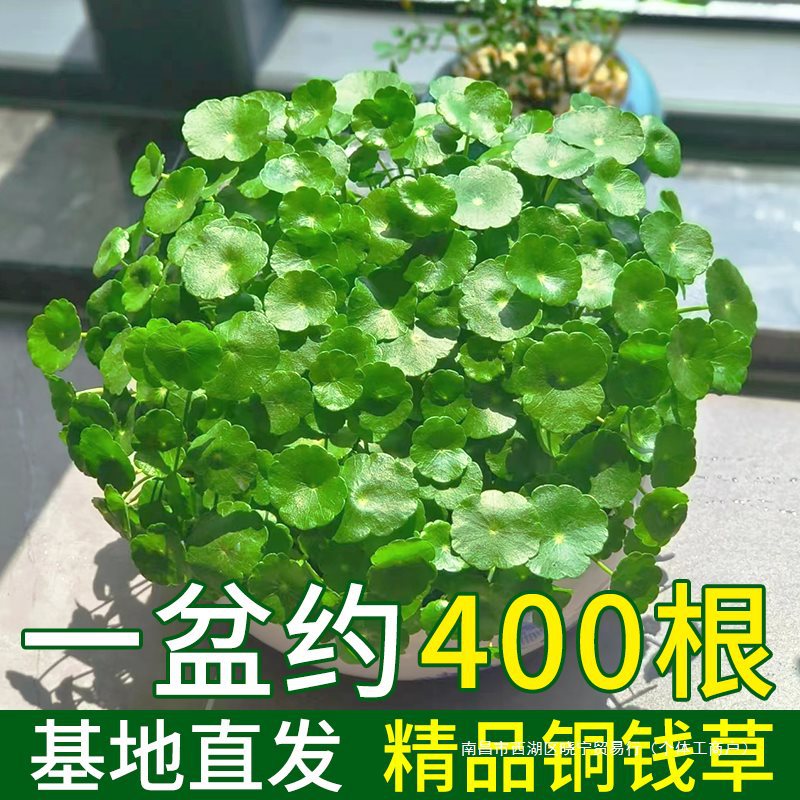 铜钱草水培植物室内好养盆栽金钱草桌面花卉办公室水养四季小绿植